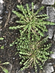 Taraxacum officinale