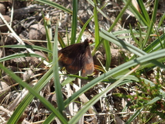 Erebia epiphron