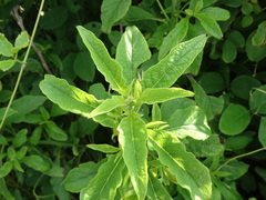 Pluchea carolinensis