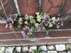 Lamium purpureum