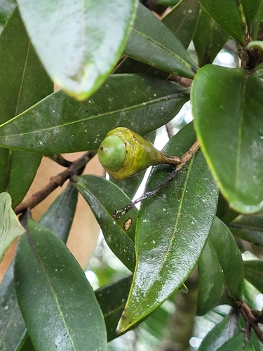 Ocotea wrightii