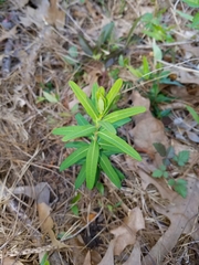 Euphorbia discoidalis