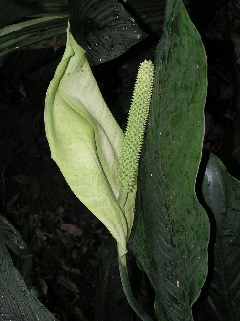 Peace lily
