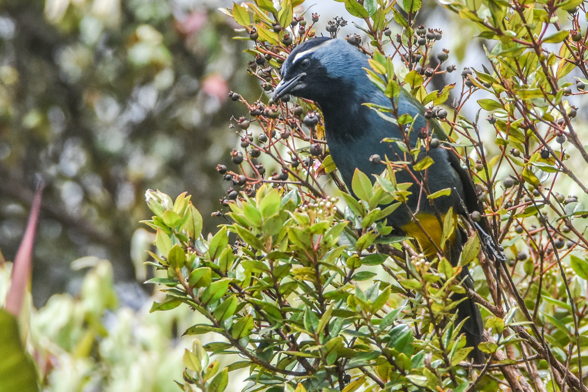 Eastern Crested Berrypecker (Paramythia montium), photo 3