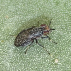 Stictomyia longicornis