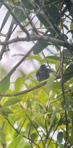 Canebrake Wren (Cantorchilus zeledoni), photo 6