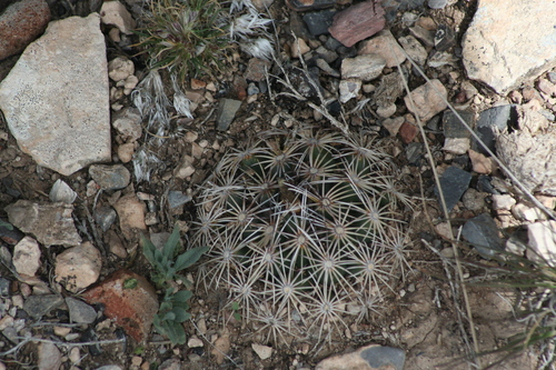 Coryphantha delicata