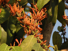 Phragmanthera