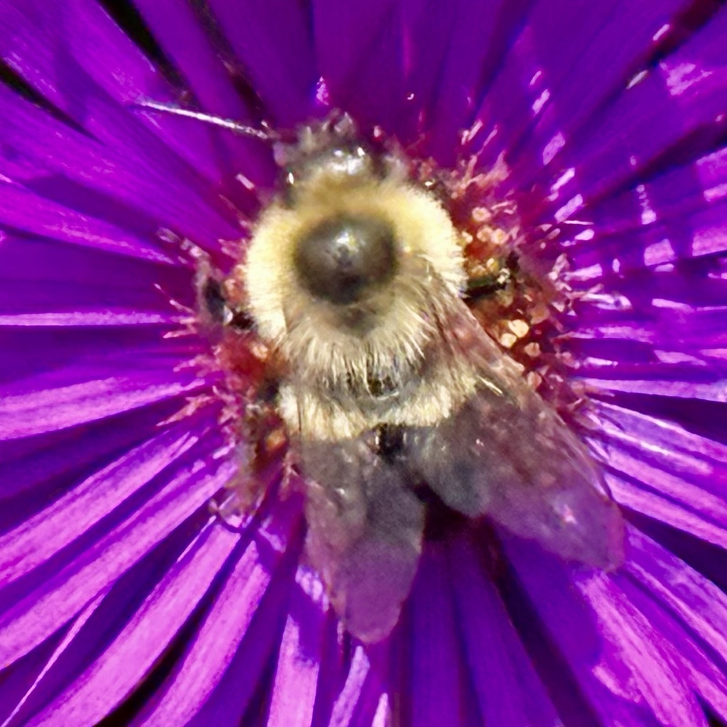 Common eastern bumble bee from window on the waterfront holland mi
