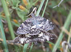Chiomara asychis