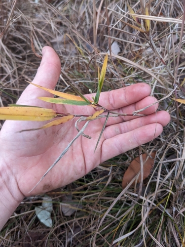 Image of Scribner's Panicgrass (Dichanthelium scribnerianum) by (c) Connor McInerney, some rights reserved (CC BY)