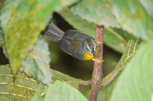 Grey-and-gold Warbler (Myiothlypis fraseri), photo 10