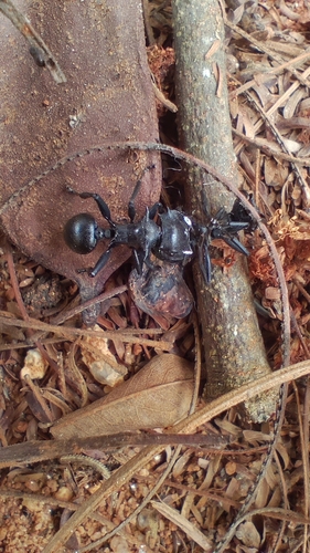 Common Giant Turtle Ant