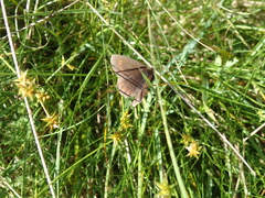 Erebia epiphron