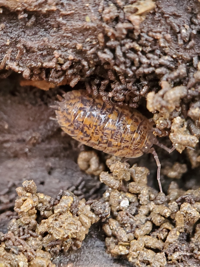 Rathke's Woodlouse from Spencerville, MD 20868, USA on November 20 ...