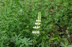 Lupinus densiflorus
