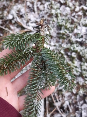 Abies balsamea image