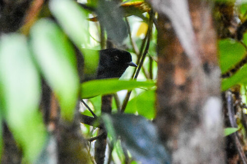 Lesser Melampitta (Melampitta lugubris), photo 9