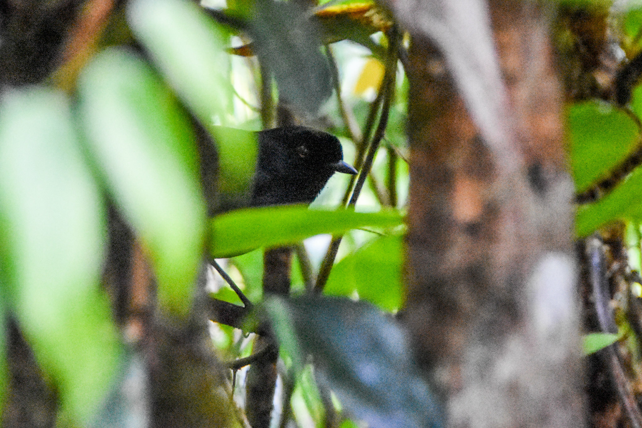 Lesser Melampitta (Melampitta lugubris), photo 3