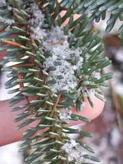 Abies balsamea image