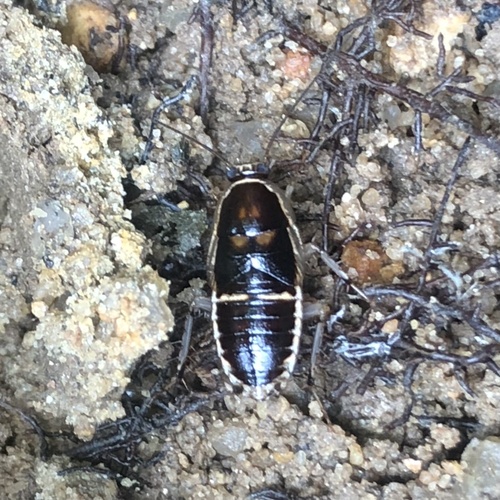 Cockroach