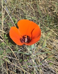 Calochortus kennedyi kennedyi
