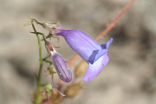 Penstemon amphorellae, photograph 4