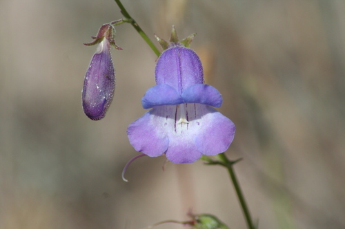 Penstemon amphorellae, photograph 3