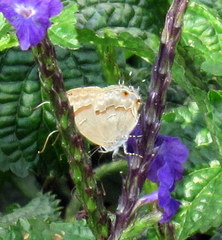 Rubroserrata ecbatana