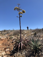 Agave aurea capensis
