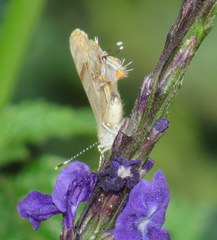 Rubroserrata ecbatana