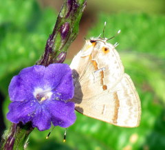 Rubroserrata ecbatana