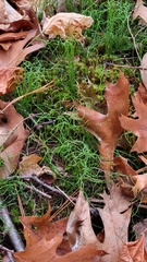 Equisetum scirpoides image