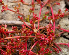 Crassula vaillantii