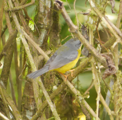 Grey-and-gold Warbler (Myiothlypis fraseri), photo 6