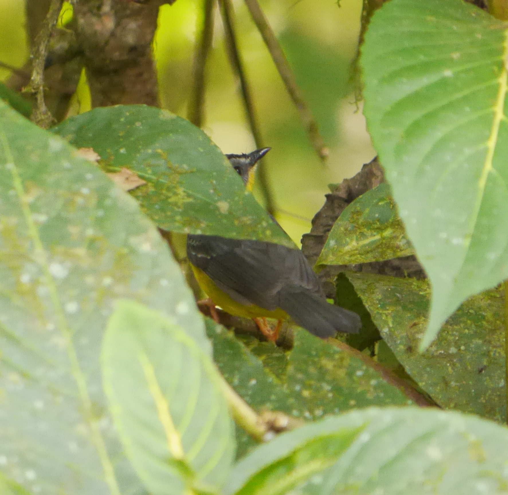 Grey-and-gold Warbler