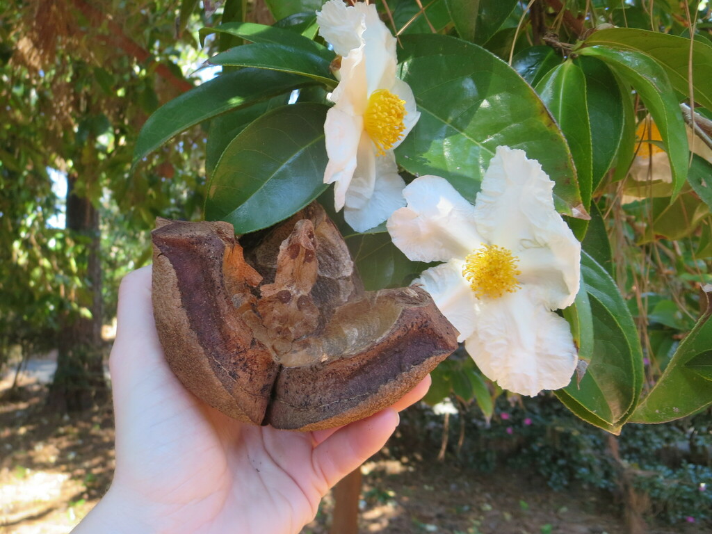 Crapnell's Camellia