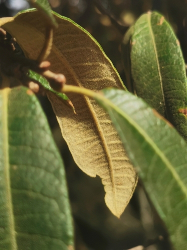 Quercus crassipes