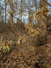 Hamamelis mollis