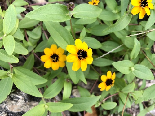 Image of Zinnia maritima by no rights reserved