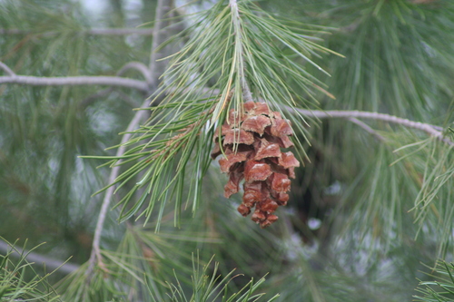 Image of Pinus pinceana by (c) Luis F. Ramírez, some rights reserved (CC BY)