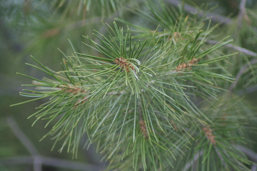 Image of Pinus pinceana by (c) Luis F. Ramírez, some rights reserved (CC BY)