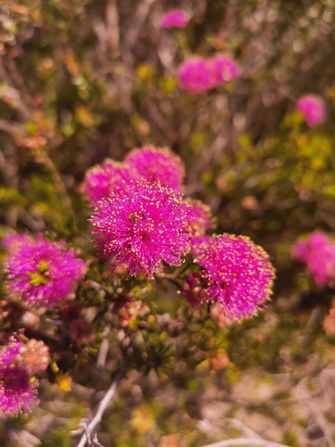 Melaleuca pentagona observed 2023-11-18