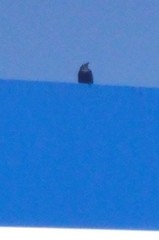 Euphagus cyanocephalus