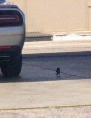 Euphagus cyanocephalus