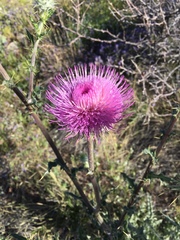 Cirsium neomexicanum