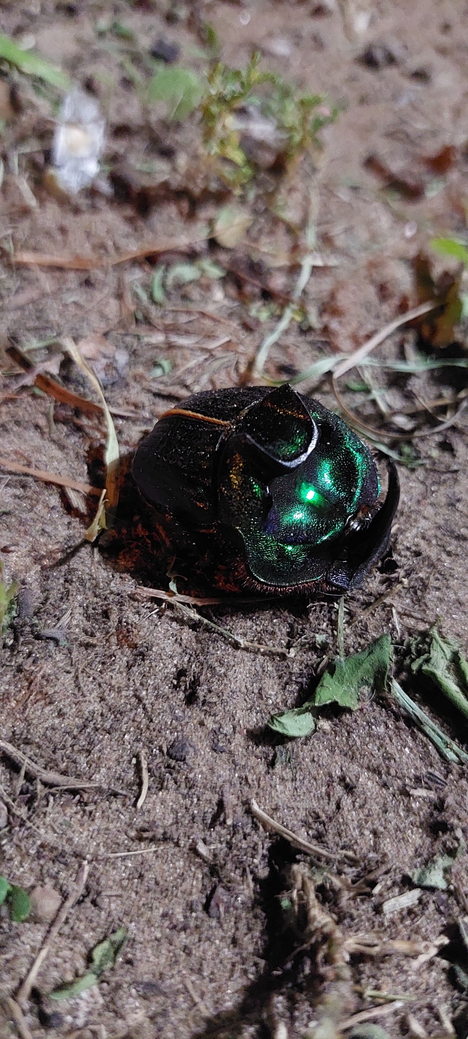 Coprophanaeus (Megaphanaeus) bonariensis
