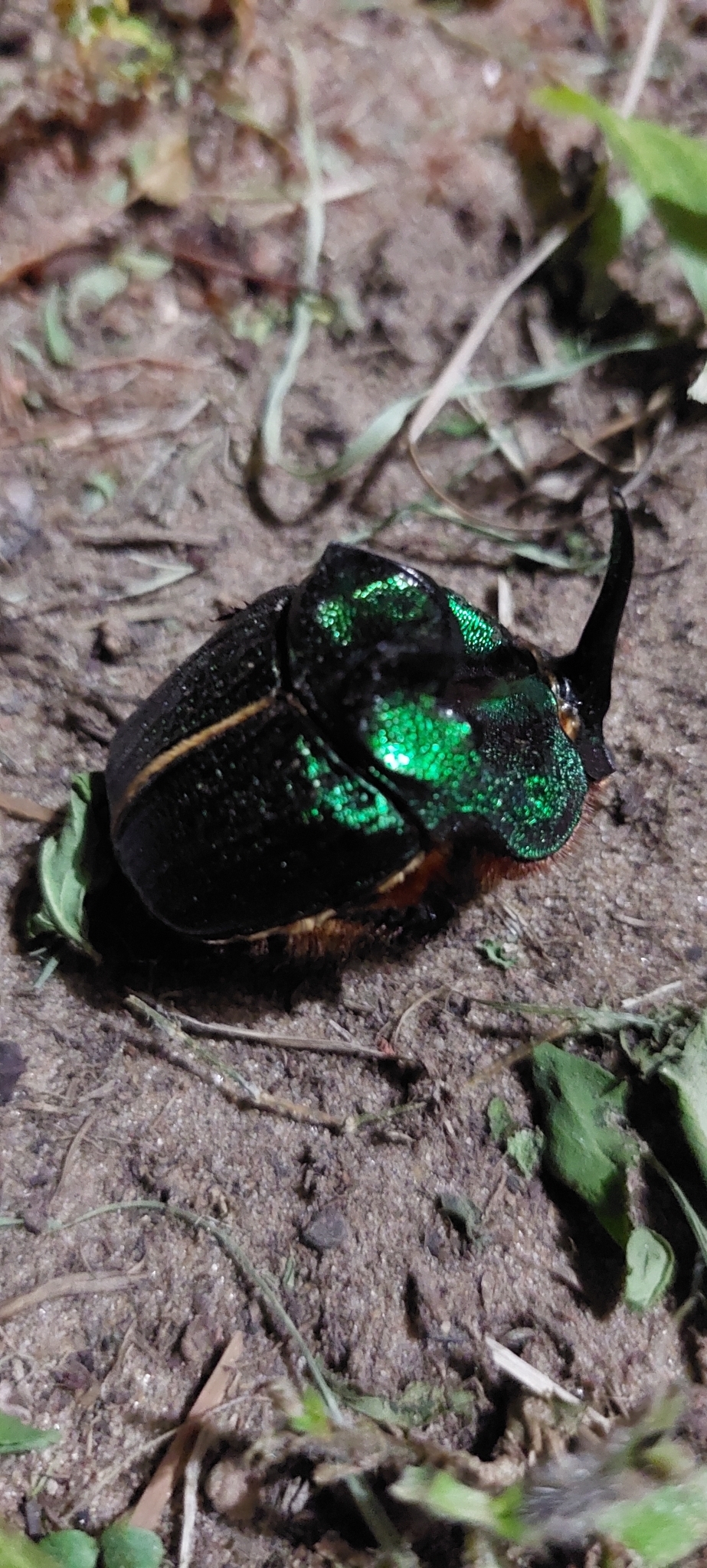 Coprophanaeus (Megaphanaeus) bonariensis