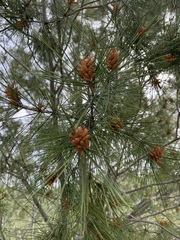Pinus coulteri