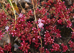 Sedum caeruleum